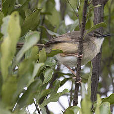 Prinia modeste