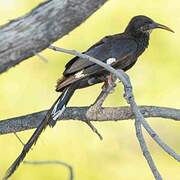 Violet Wood Hoopoe