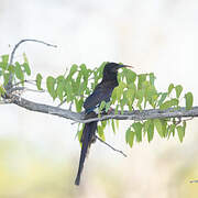 Violet Wood Hoopoe