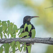 Violet Wood Hoopoe