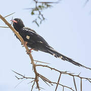 Green Wood Hoopoe