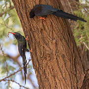 Green Wood Hoopoe