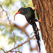 Green Wood Hoopoe