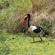 Saddle-billed Stork
