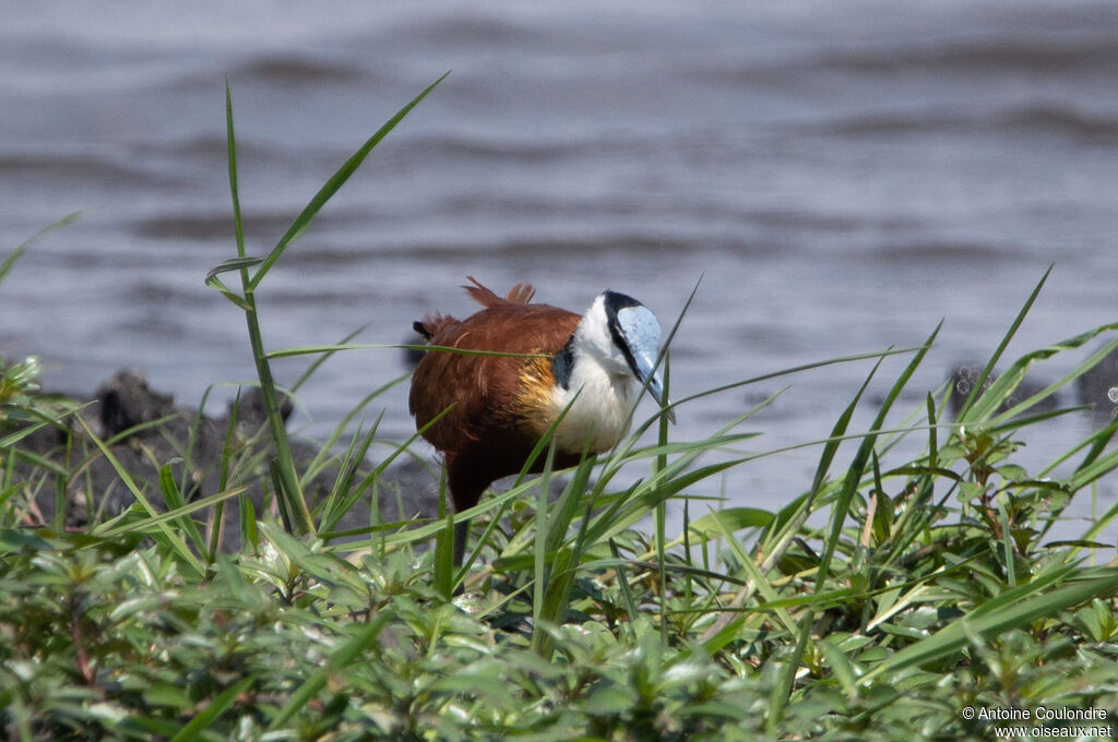 African Jacanaadult