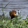 Jacana à poitrine dorée