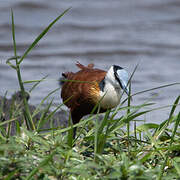 African Jacana