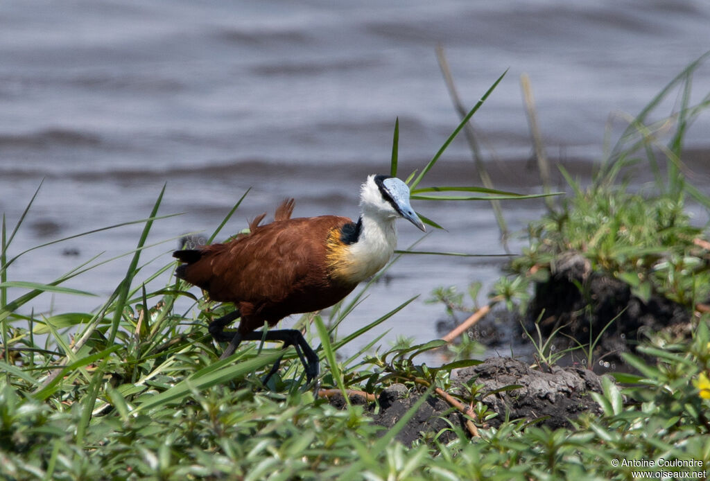 Jacana à poitrine doréeadulte