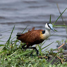 Jacana à poitrine dorée