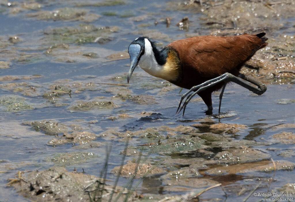 African Jacanaadult