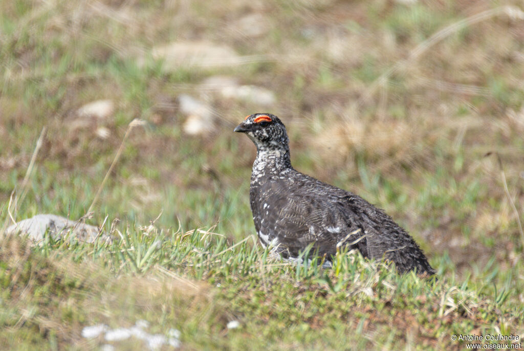 Lagopède alpin mâle adulte nuptial, mange