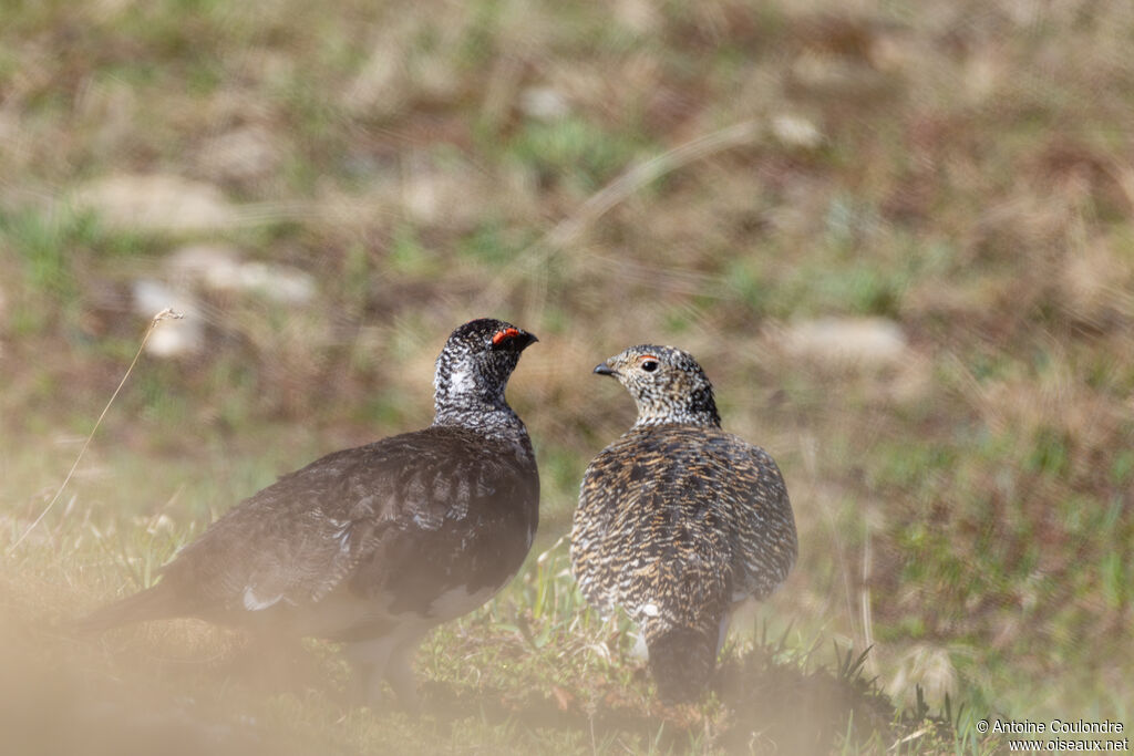 Lagopède alpinadulte nuptial, mange, parade
