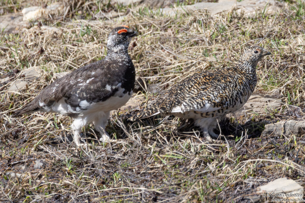 Rock Ptarmiganadult breeding, eats, courting display