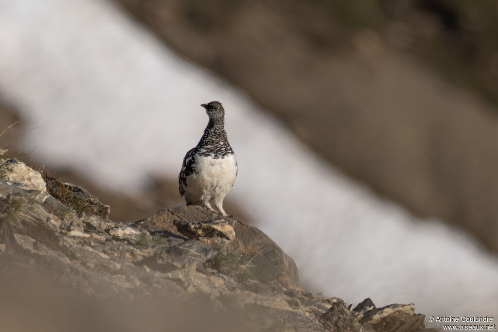 Lagopède alpin femelle adulte nuptial