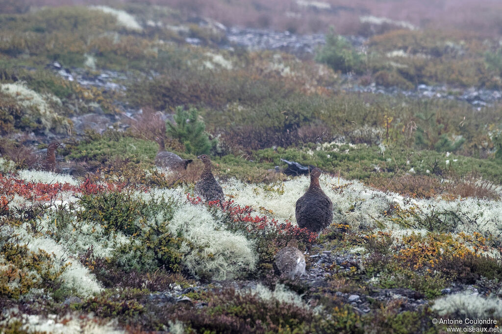 Willow Ptarmiganadult