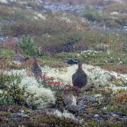 Willow Ptarmigan