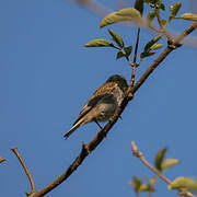 Common Linnet