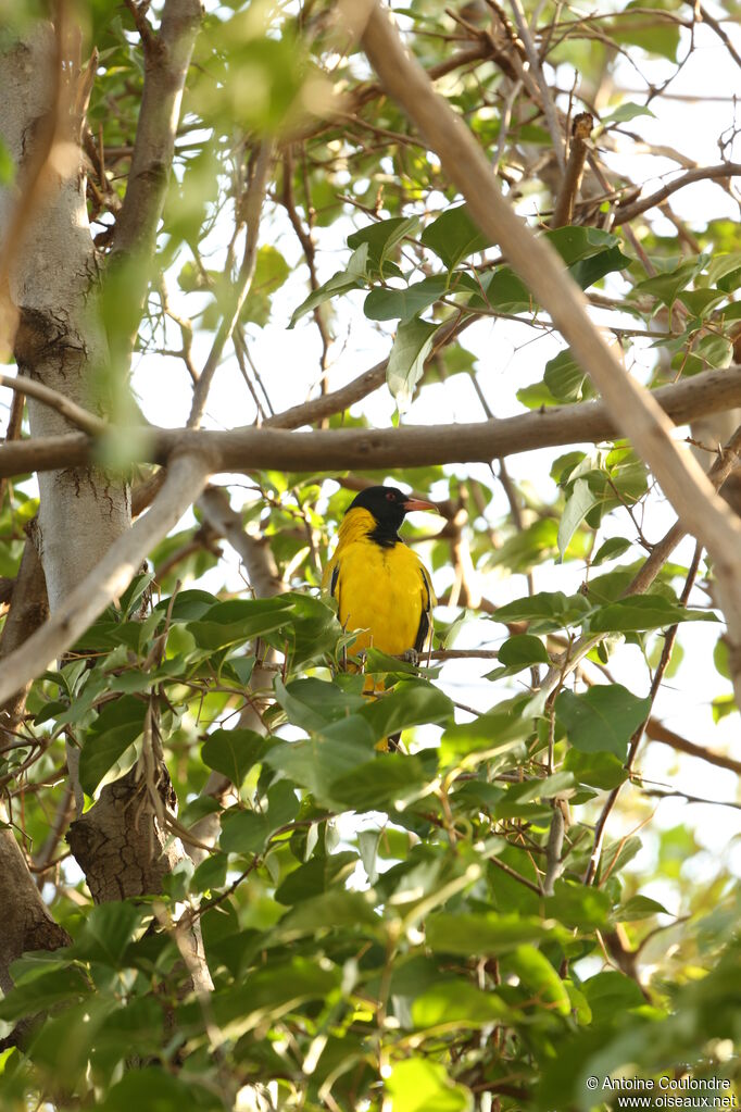 Black-headed Oriole