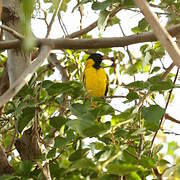 Black-headed Oriole