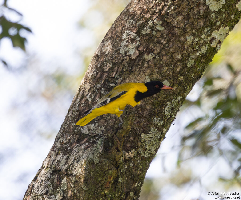 Black-headed Oriole male adult