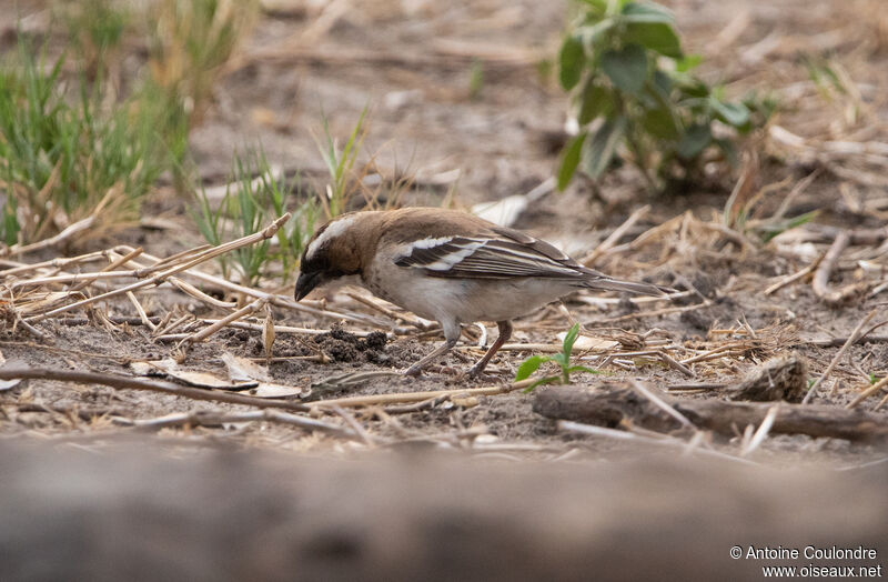 White-browed Sparrow-Weaveradult, eats