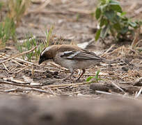 White-browed Sparrow-Weaver