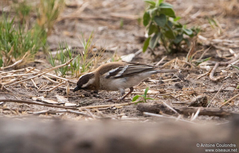 White-browed Sparrow-Weaveradult, eats
