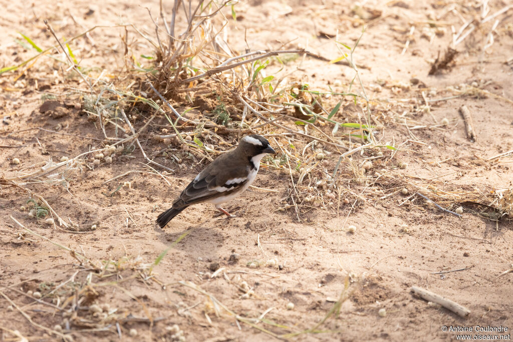 White-browed Sparrow-Weaveradult, eats