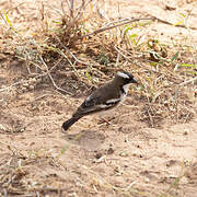 White-browed Sparrow-Weaver