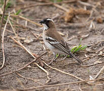 White-browed Sparrow-Weaver