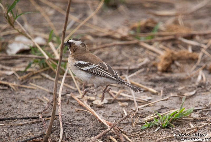 White-browed Sparrow-Weaveradult, walking