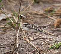 White-browed Sparrow-Weaver