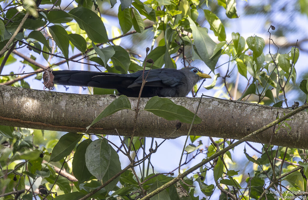 Blue Malkohaadult