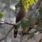 Sirkeer Malkoha