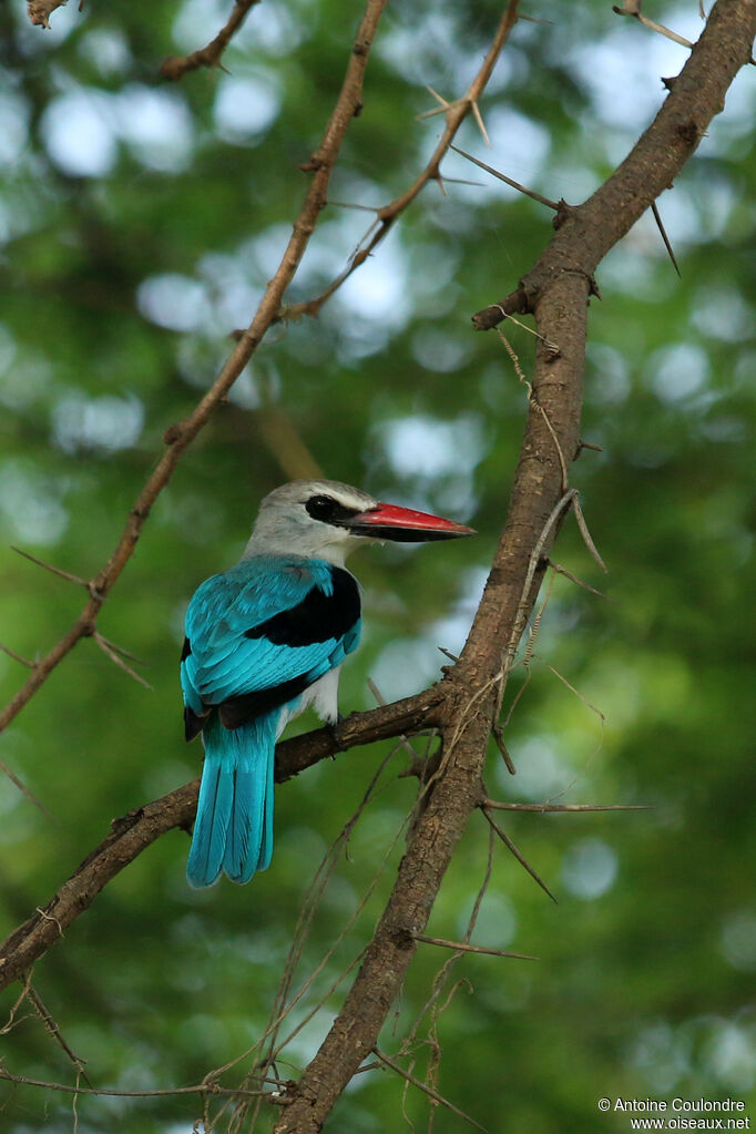 Woodland Kingfisher