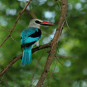 Woodland Kingfisher