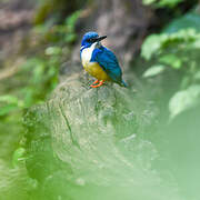 Half-collared Kingfisher