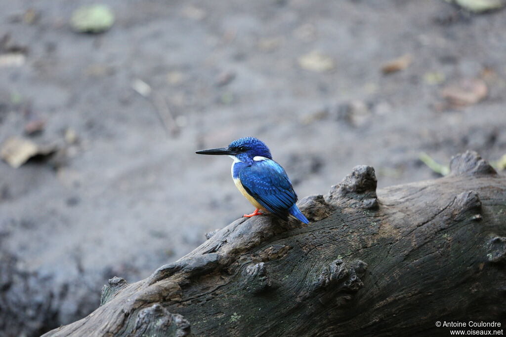 Half-collared Kingfisher male adult