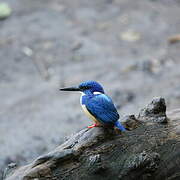 Half-collared Kingfisher