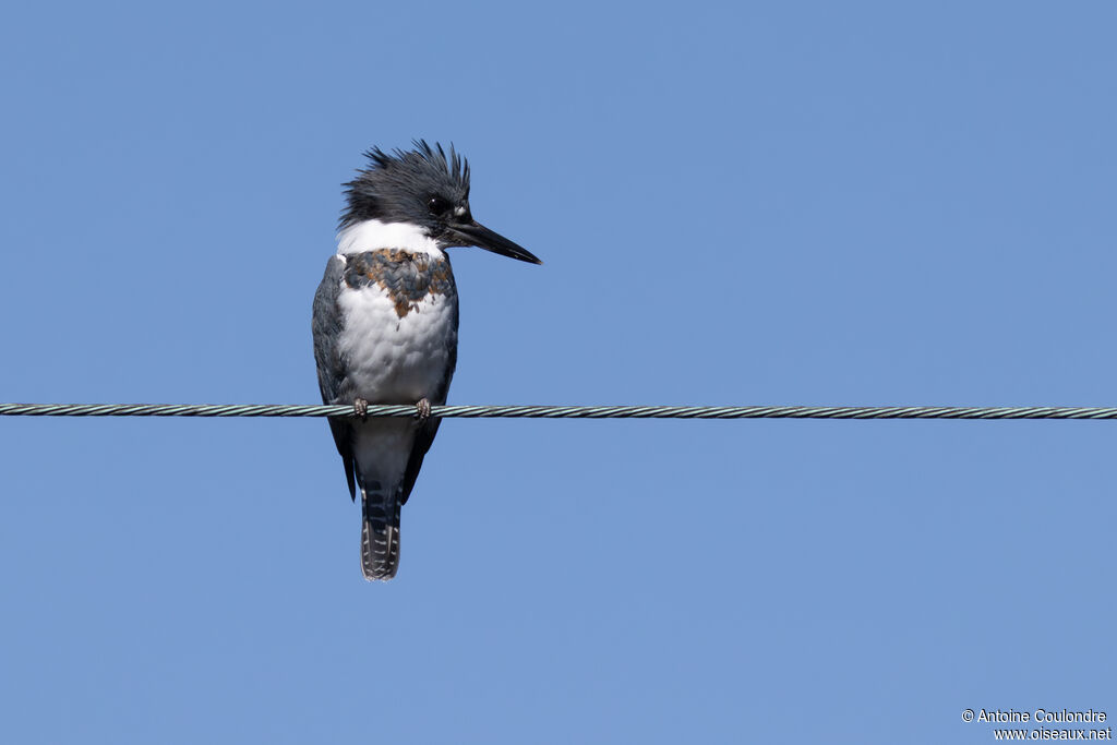 Martin-pêcheur d'Amérique