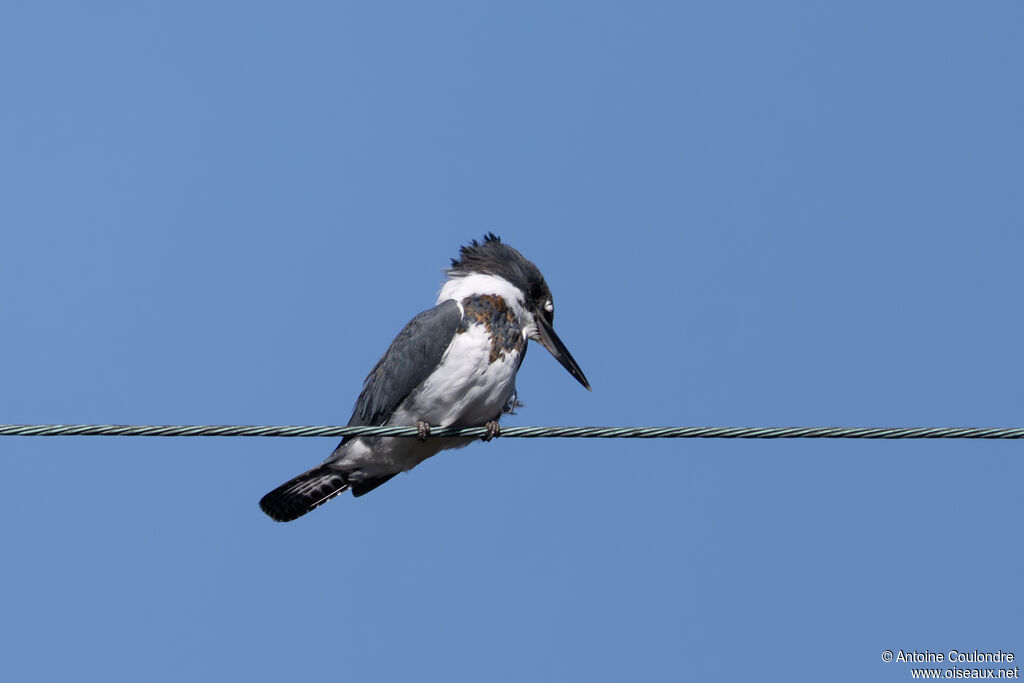 Martin-pêcheur d'Amérique