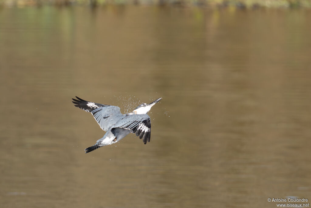 Martin-pêcheur d'Amérique