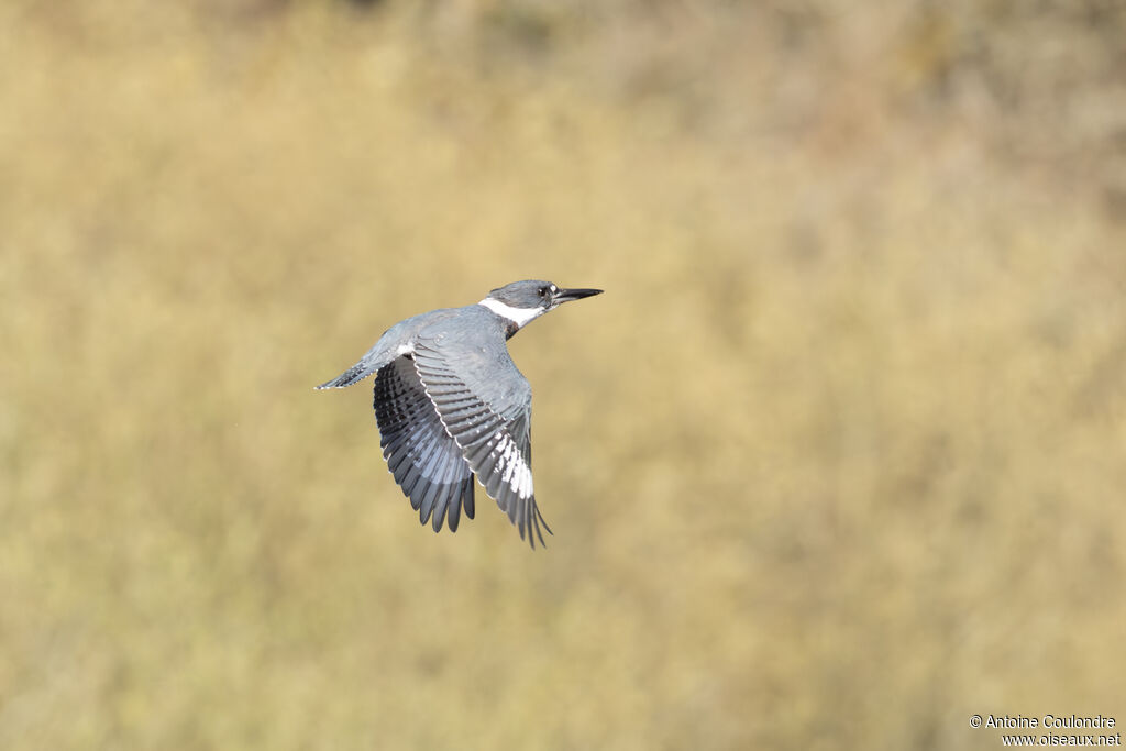 Martin-pêcheur d'Amérique