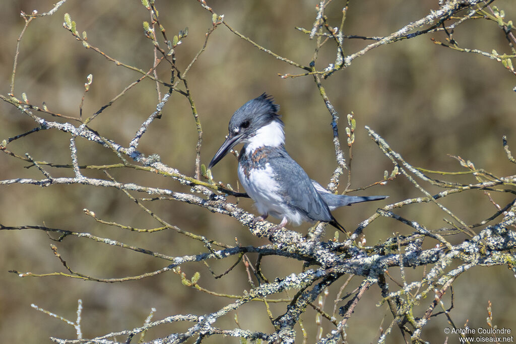 Martin-pêcheur d'Amérique