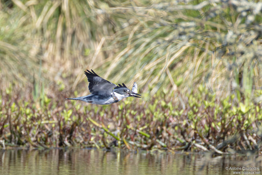 Martin-pêcheur d'Amérique