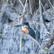 Giant Kingfisher