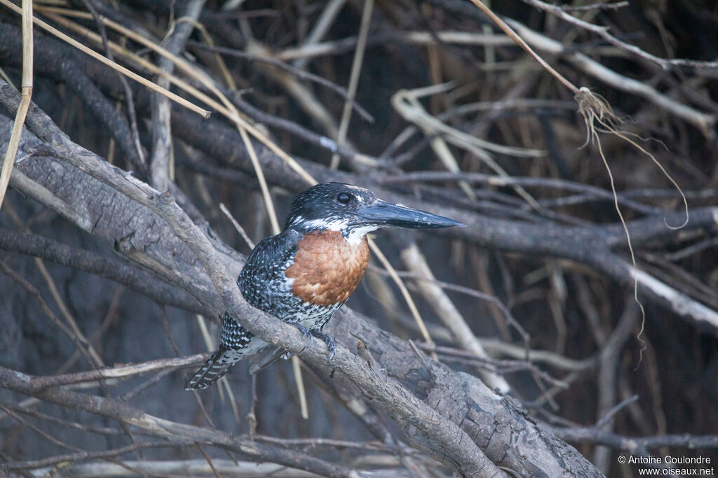 Giant Kingfisheradult