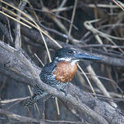 Giant Kingfisher