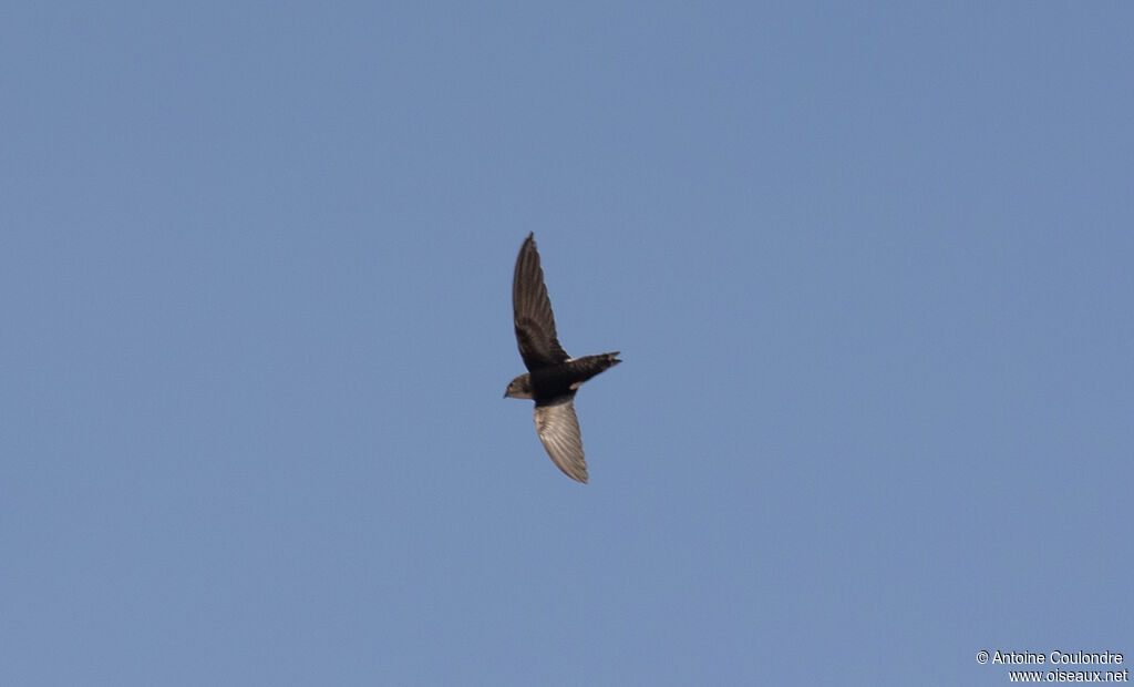 White-rumped Swiftadult, Flight