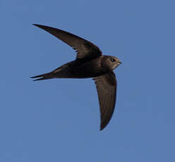 Martinet noir